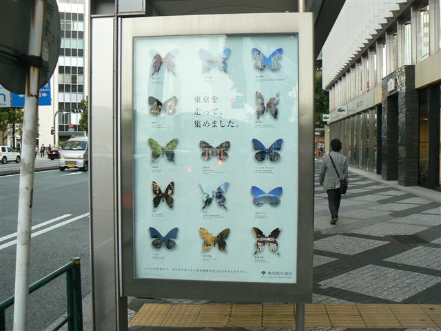 蝶のコレクション