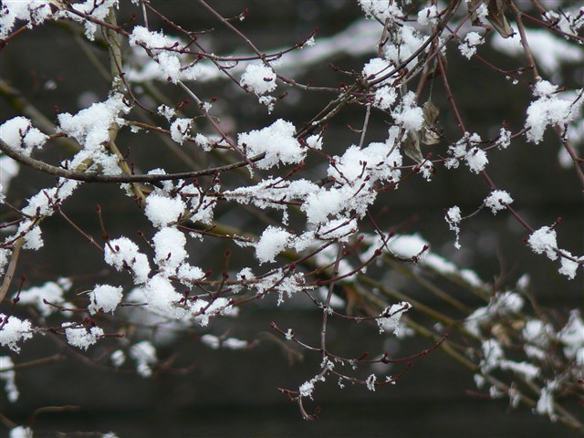 雪の花２