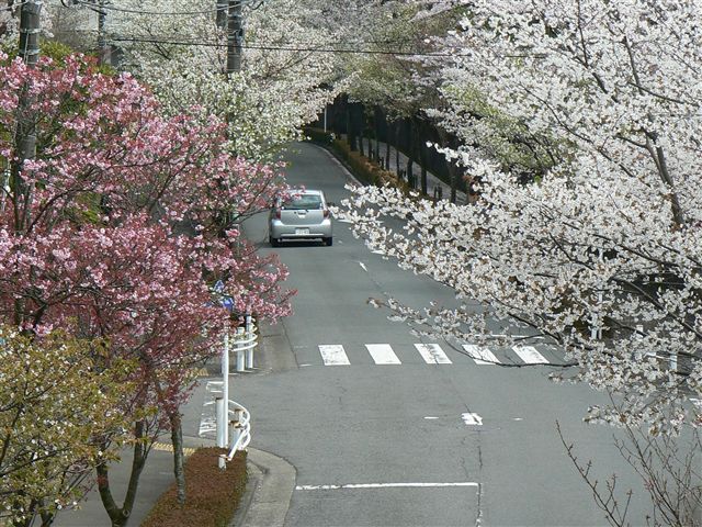 街路樹の桜