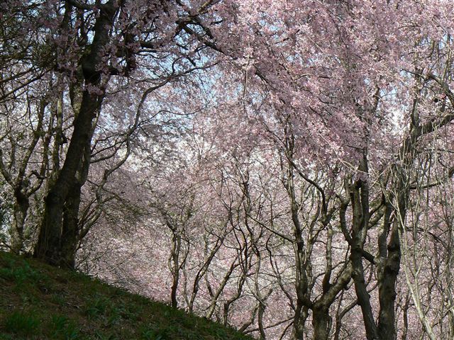 100本枝垂れ桜
