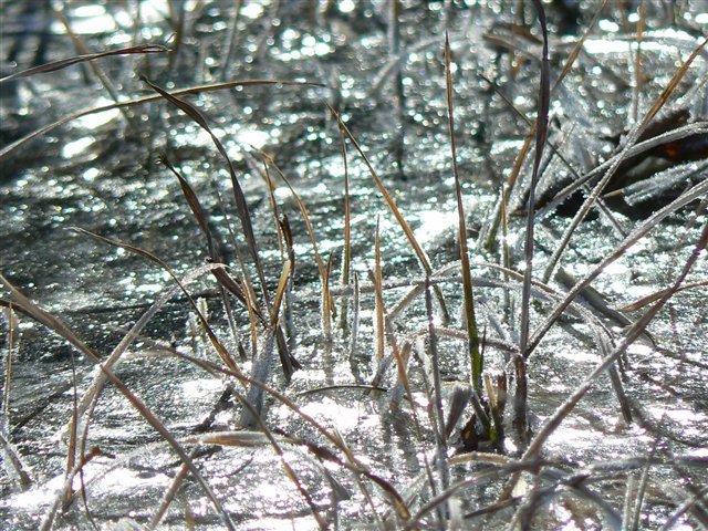 枯れ草と氷２
