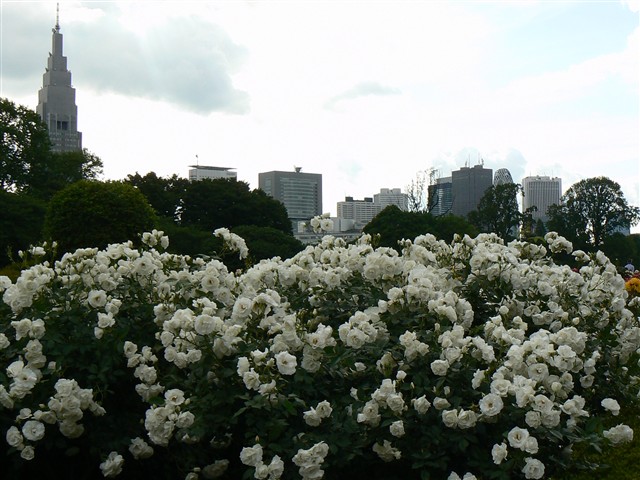 バラ花壇４