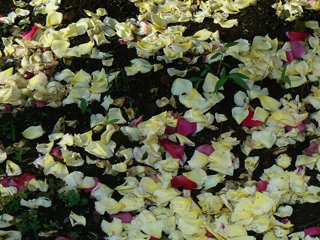 バラ花壇６
