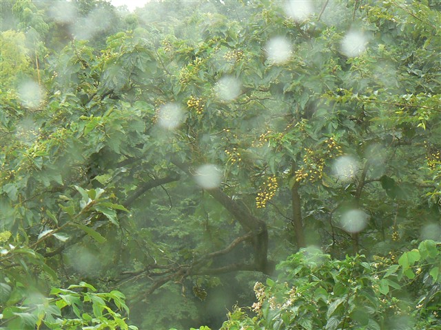 雨の窓２