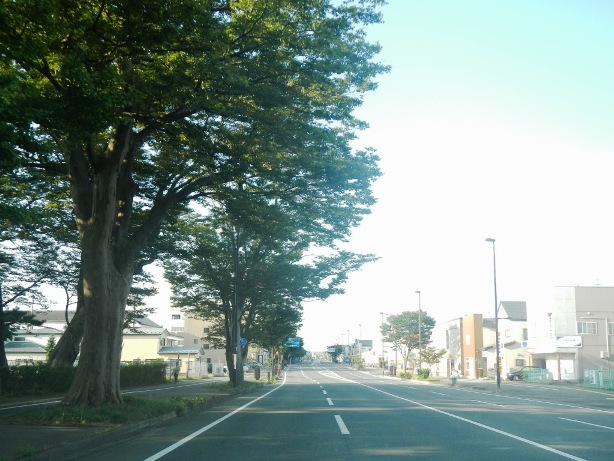 写真②街路に木陰を落とすケヤキ公園の街路樹