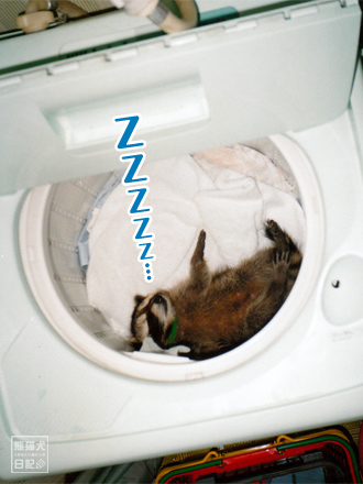 寝るのはもっぱら洗濯機の中