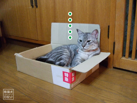 箱猫･･･