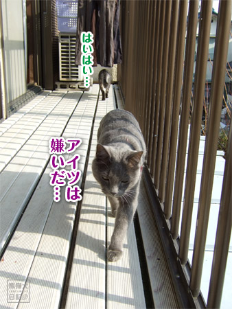 20110131_猫たちの週末6