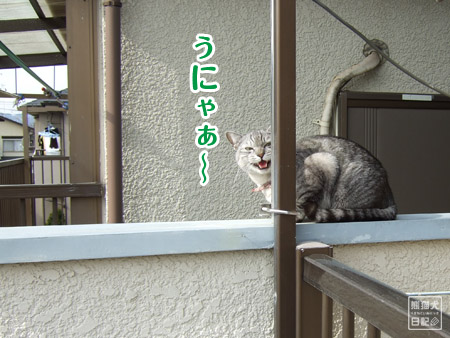 20110131_猫たちの週末1