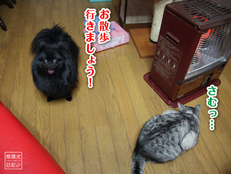 20110131_猫たちの週末8