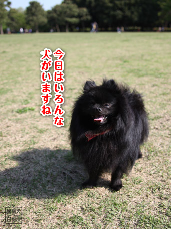 20110430_いろんな犬10