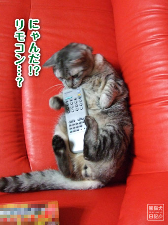 20110610_仰向け猫4
