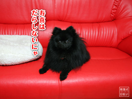 20110610_仰向け猫8