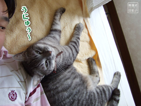 20110616_眠り猫1