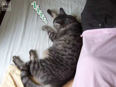 20110616_眠り猫3