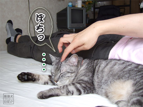 20110616_眠り猫7