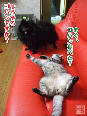 20110622_腰砕け猫5