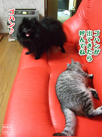 20110622_腰砕け猫6