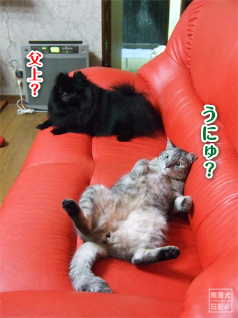 20110622_腰砕け猫3