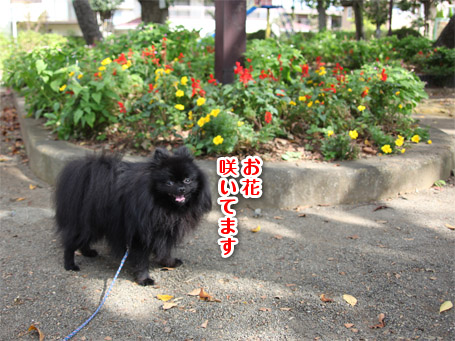 20111001_土曜日のお散歩3