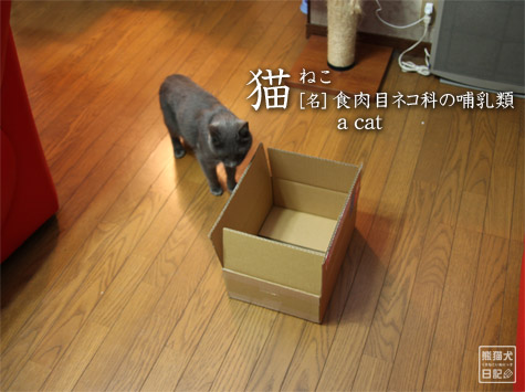 20111209_箱猫2