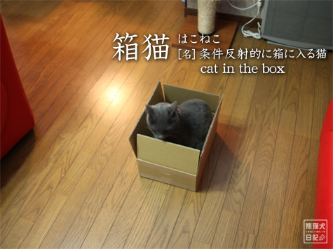 20111209_箱猫3