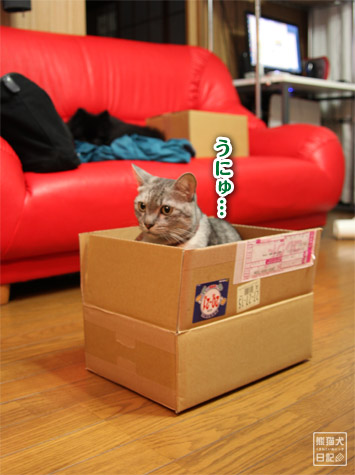 20111209_箱猫9