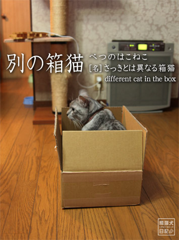 20111209_箱猫8