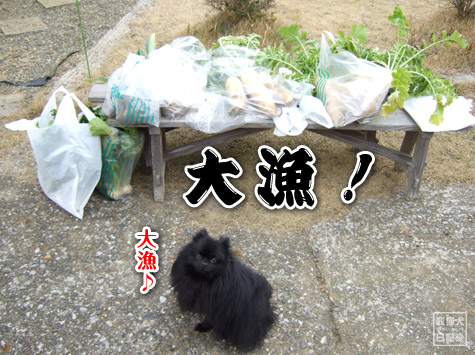 20120107_無農薬野菜8
