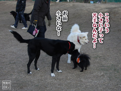 20120110_小型犬エリア6