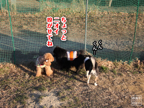 20120110_小型犬エリア2