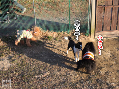 20120110_小型犬エリア1