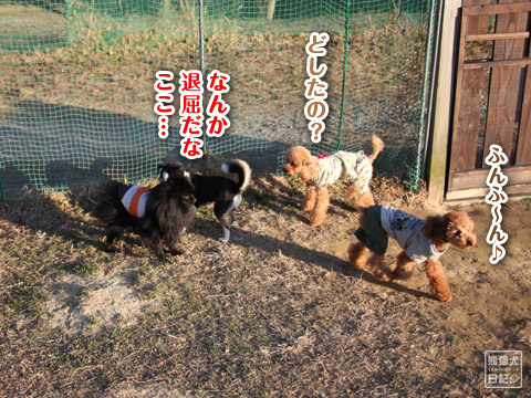 20120110_小型犬エリア4