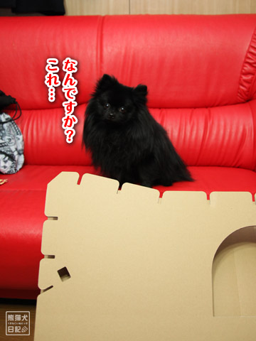 20120112_猫への贈り物3