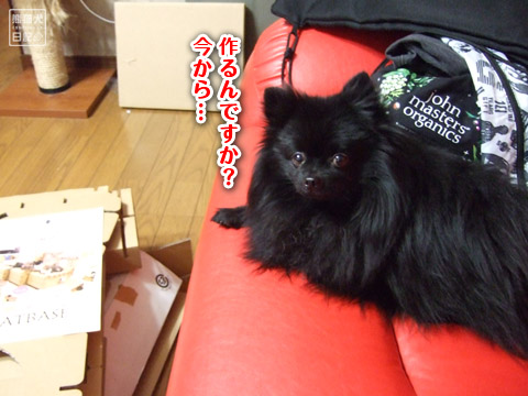 20120112_猫への贈り物4