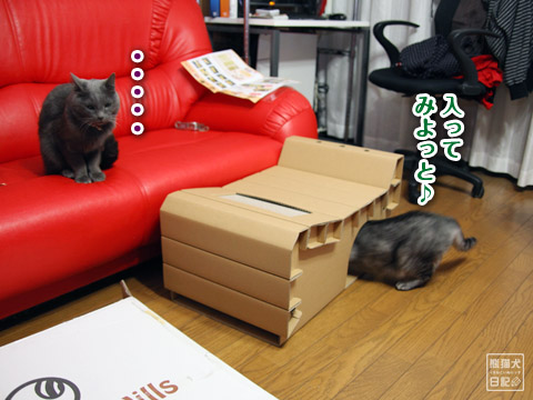 20120112_猫への贈り物11