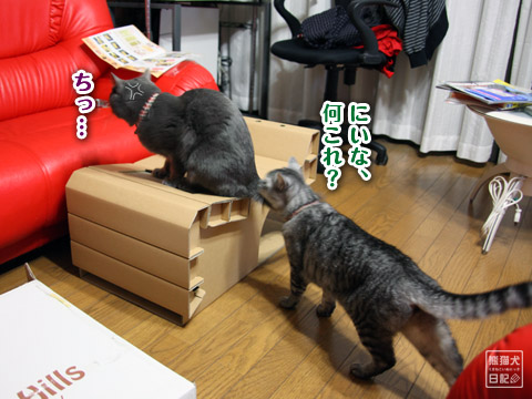20120112_猫への贈り物9
