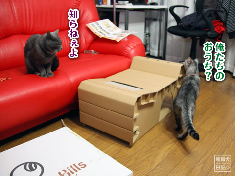 20120112_猫への贈り物10