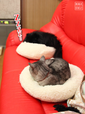 20120130_猫ベッド1