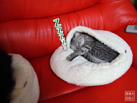 20120130_猫ベッド2