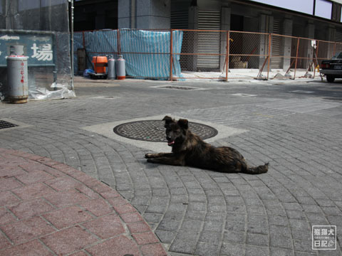 20120313_台湾の犬たち3