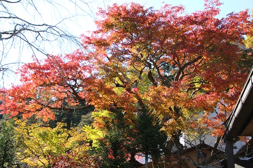 東慶寺本堂脇の紅葉