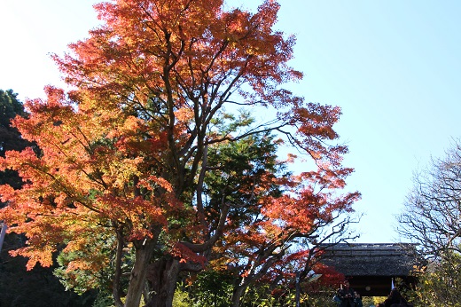 東慶寺山門前の紅葉