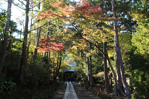 寿福寺参道の紅葉