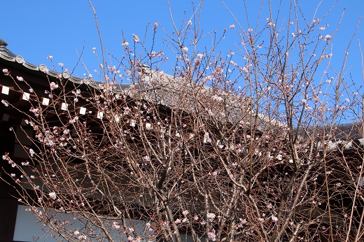 養源寺と寒桜