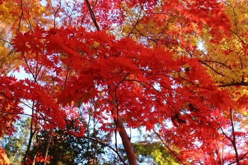 autumn colour2