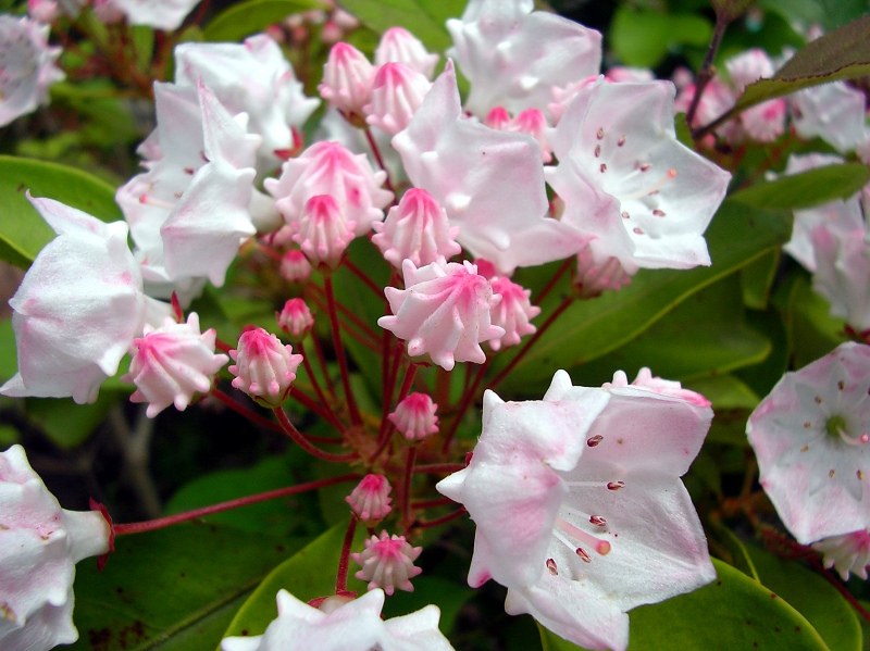 カルミア アメリカ石楠花 の花のフリー写真 画像 素材 野に咲く花の写真館