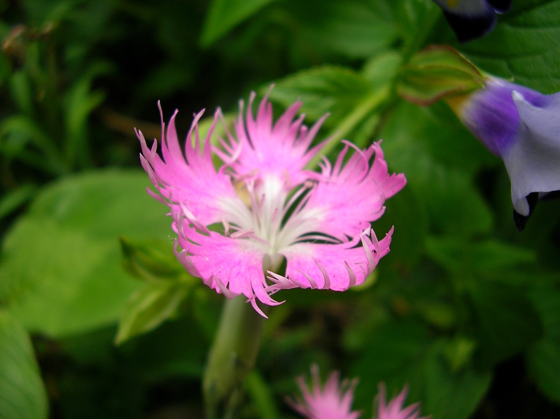 カワラナデシコ 河原撫子 の花のフリー写真 画像 素材 野に咲く花の写真館