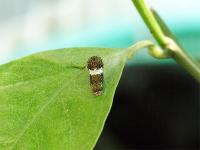 3齢目のキアゲハの幼虫