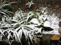 雪の積もった地植えの子宝草、オリヅルラン
